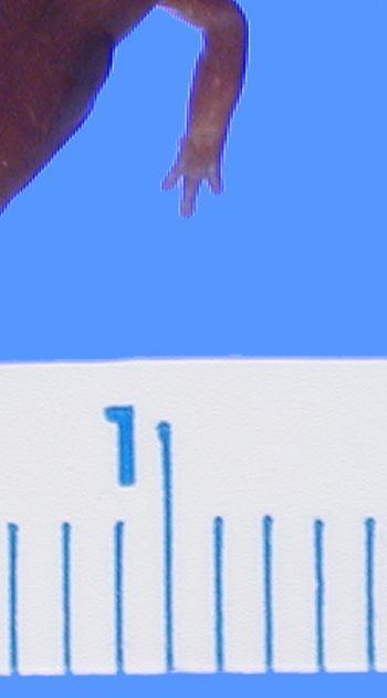 Media type: image; Herpetology A-28282